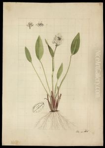(Pontederia ovalis, Mart) by Joaquim Jose Codina