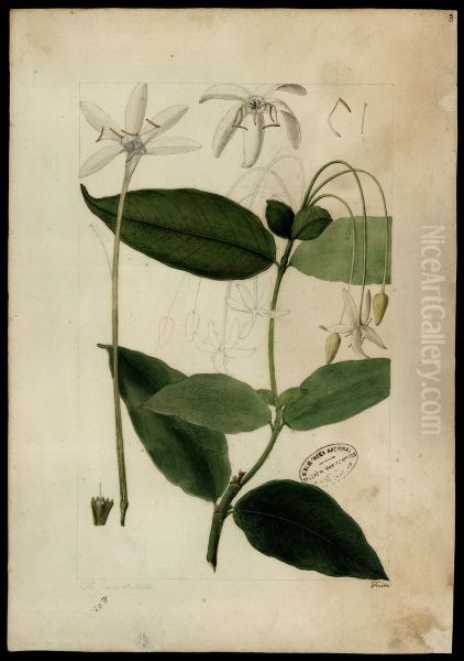 (Posoqueria longiflora, Aubl) - view 1