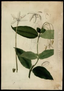 (Posoqueria longiflora, Aubl)