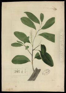 (Proteaceae)