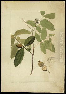 (Psidium)