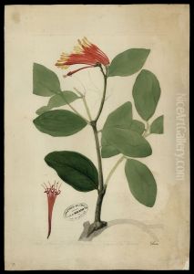(Psittacanthus clusivefolius) by Jose Joaquim Freire
