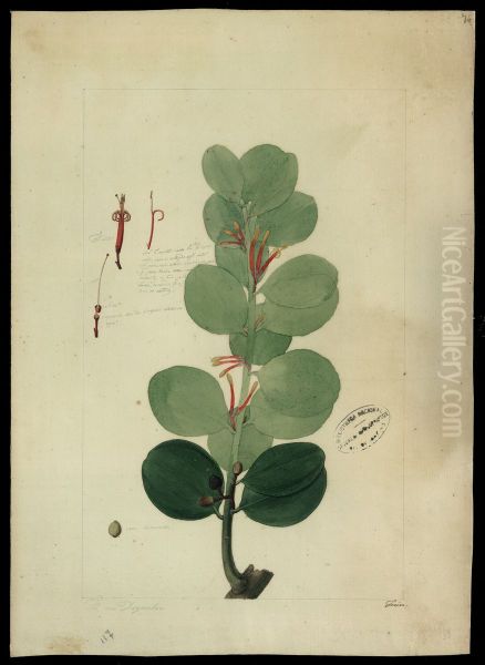 (Psittacanthus hoffmannseggianus) - view 1