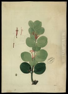 (Psittacanthus hoffmannseggianus) (Psittacanthus hoffmannseggianus)