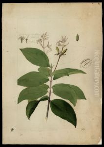 (Psychotria) (Psychotria)
