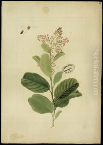 (Ravilla rugosa) by Jose Joaquim Freire