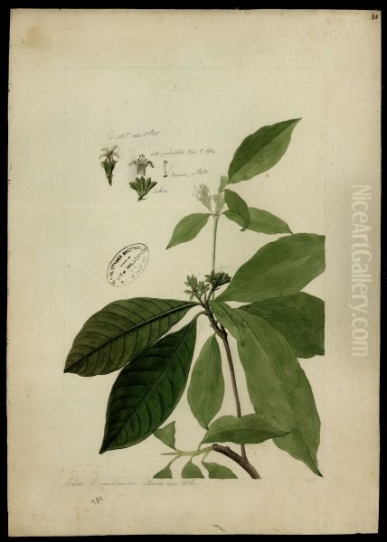 (Rubiaceae) - view 1