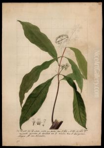 (Rubiaceae) by Jose Joaquim Freire