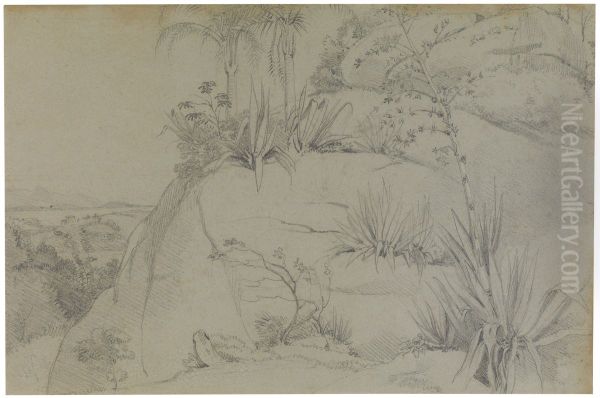 Rock plants - view 1