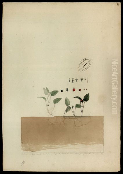 Sem identificacao botanica - view 1