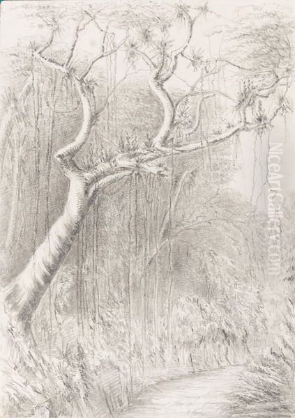 Tree on the Road to the Presidencia Petropolis July 6th 1854 - view 1