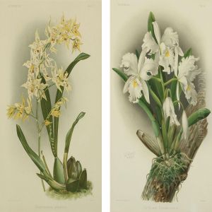Odontoglossum Hebraicum by Gustave Joseph Cheret