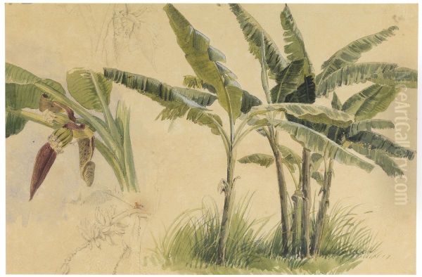 Bananas - view 1