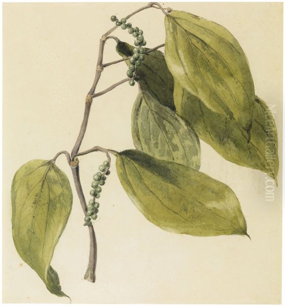 Black pepper vine - view 1