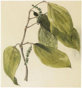 Black pepper vine by Charles Landseer