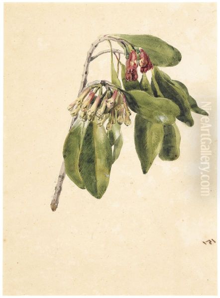 Clove - view 1