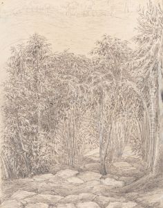 Coffee Trees. Steps to the Bath Spot delt M T. 25th November - 1854