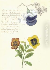 Grande e Bella Papilinacea Grande e Bella Papilinacea