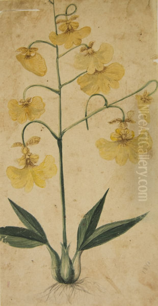 Desenho de Plantas - Album M A B A D - Prancha N.2 - view 1