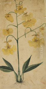 Desenho de Plantas - Album M A B A D - Prancha N.2 Desenho de Plantas - Album M A B A D - Prancha N.2