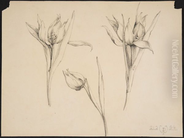 drawing by Philippe Wolfers , KBS-FRB, D2017.023.019.011 - view 1