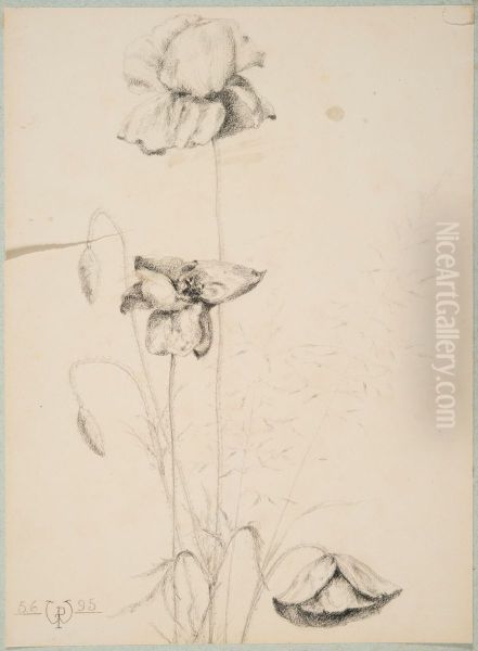 drawing by Philippe Wolfers , KBS-FRB, D2017.023.019.021 - view 1