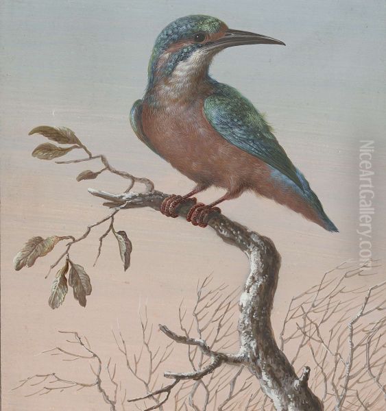 IJsvogel - view 1