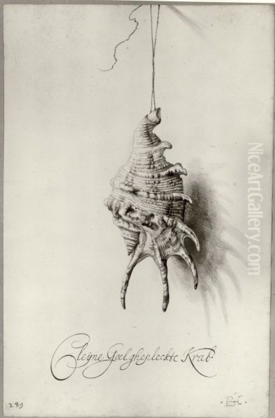 Seashell from an album - view 1