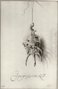 Seashell from an album Seashell from an album