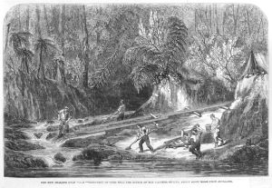 The New Zealand gold field, Discovery of gold near the source of the Kapanga Stream, about forty miles from Auckland. by Edmund Evans
