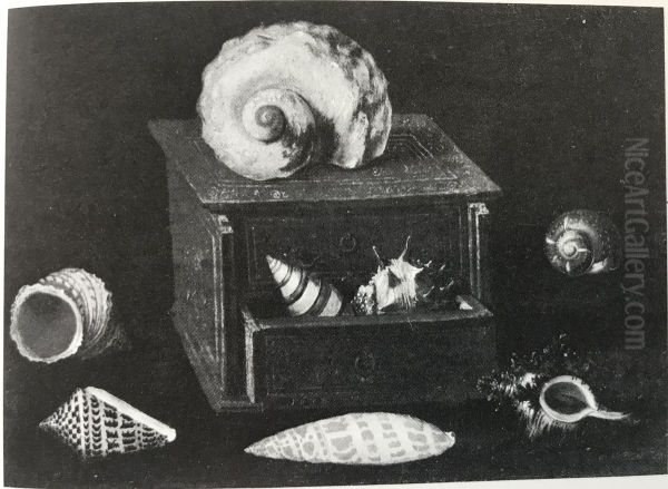 Collection of Shells with their Box - view 1