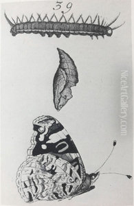 Red Admiral by Jan Goedart