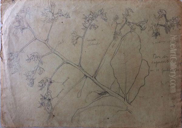 Flor de cajueiro - view 1
