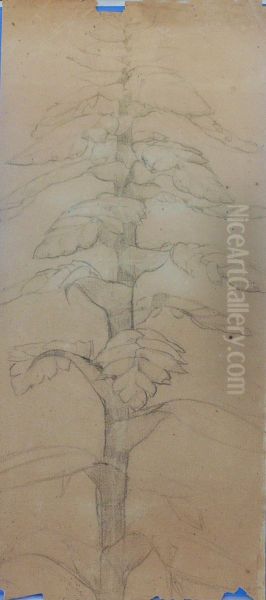 Vegetal - verso da obra D969 - view 1