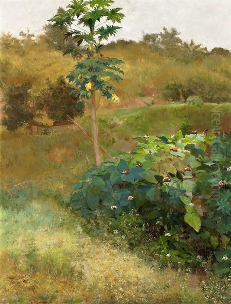 Mamoeiro - view 1
