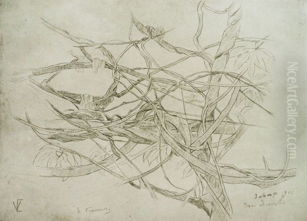 Cipoal - view 1