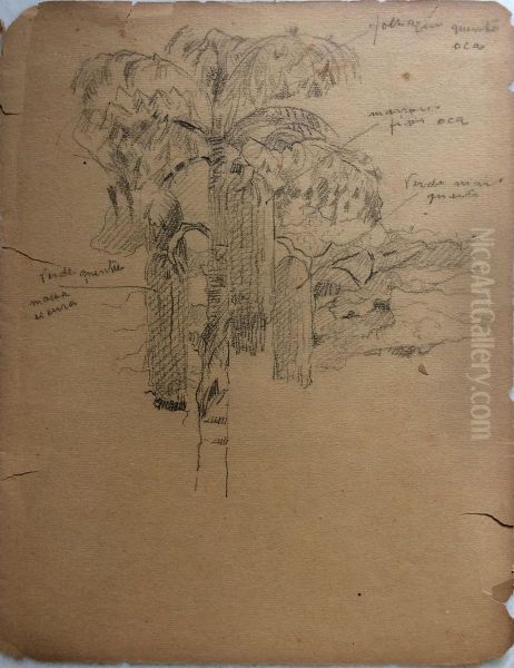 Palmeira - view 1