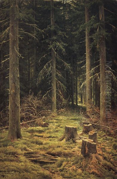 Coniferous forest - view 1