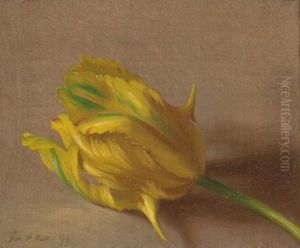 Tulip Tulip
