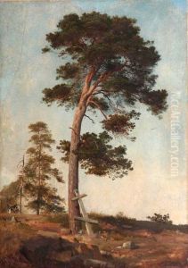 A Pine on Valaam. Study by Ivan Shishkin