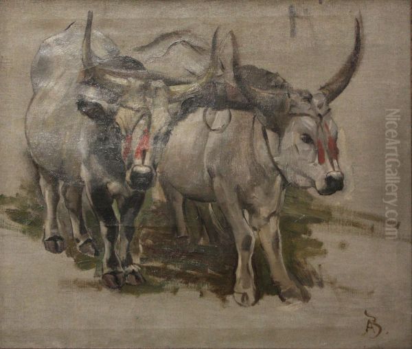 Attelage de zebus en Inde, etude - view 1
