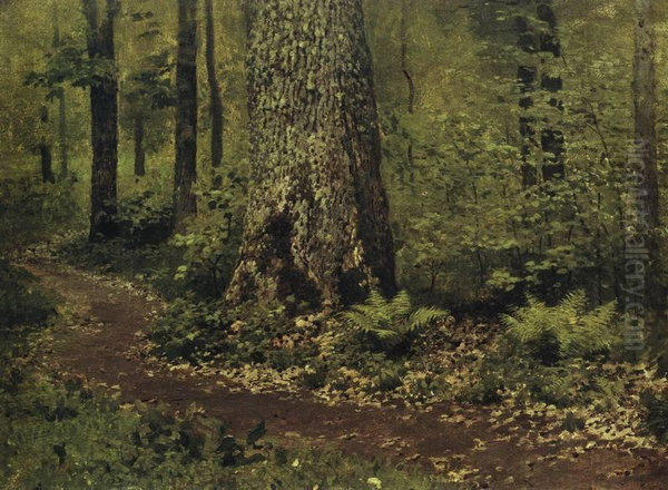 Path in the Deciduous Forest. Ferns - view 1