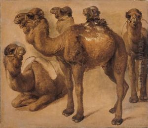 Study of camels by Pieter Boel