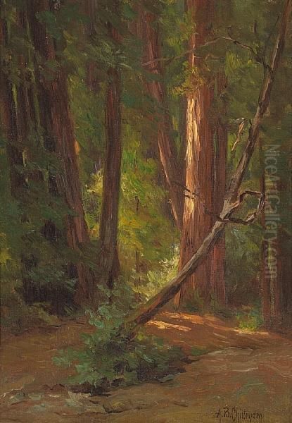 In The California Redwoods - view 1