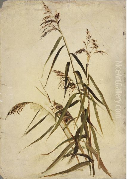 A Grass Plant - view 1