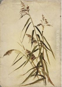 A Grass Plant A Grass Plant