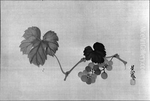 Grapevine Grapevine