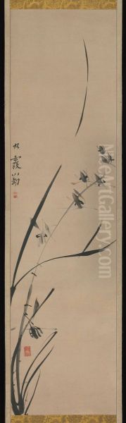 Orchids - view 1