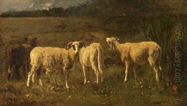 Sheep - view 1