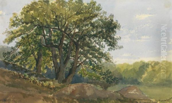 Foret De Fontainebleau - view 1